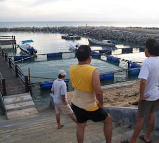 Living area for the young sea turtles