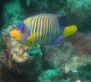 Pfauenkaiserfisch am Hausriff