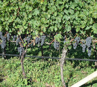 Besondere Trauben