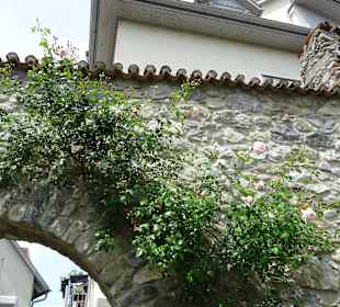 Stadtgarten Radolfzell am Bodensee
