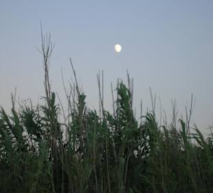 La luna