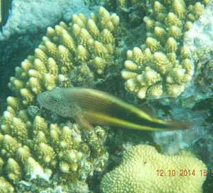 Schöne Korallen mit Bewohner