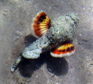 Falschen Steinfisch im Abflug erwischt