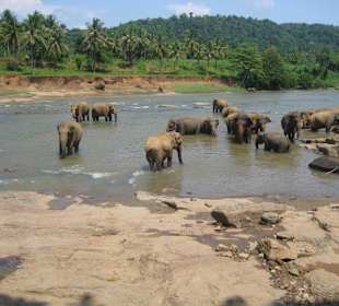 Pinawela Elefantenwaisenhaus