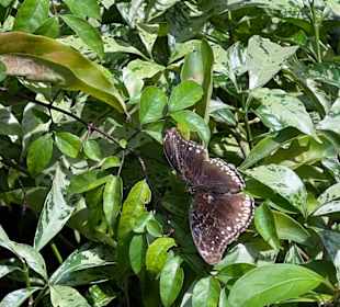 Butterfly Garden Changi