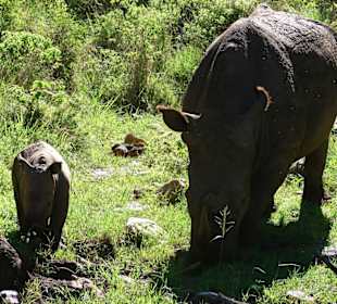 Rhino - Mutter und Kind