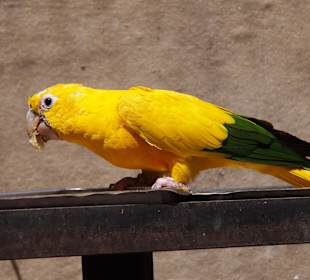 Tiere des Palmitos Parks