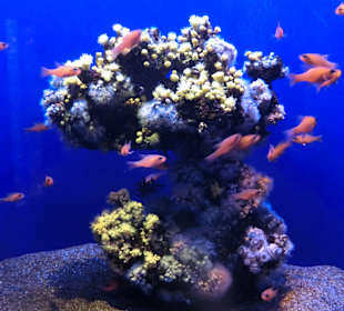 Palma Aquarium 