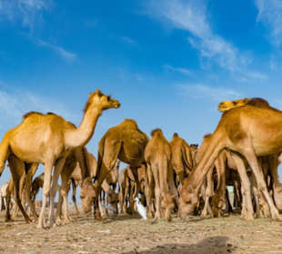 Marsa Alam Ausflüge-Kamelmarkt Al Shalateen