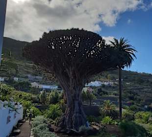 Parque del Drago