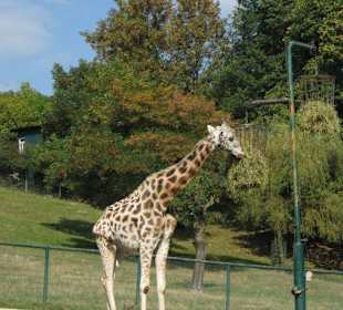 Giraffen