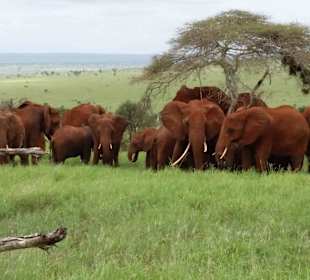 Sarova Salt Lick Game Lodge