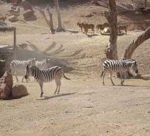 Zebras