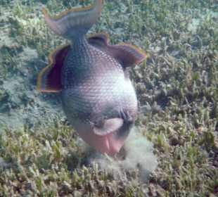 Riesendrücker im Seegras