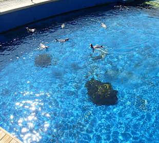 Außenbecken in der Anlage