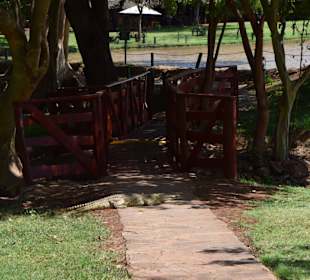 Haustiere im Ziawani Camp