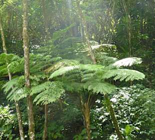 Baumfarne an der Jurassic Park Strecke