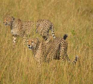 Geparden auf Jagd_Masai Mara