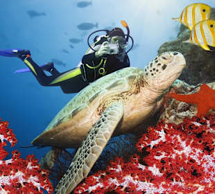 Tauchen, Besuchen Sie Carreta Meerschildkröten