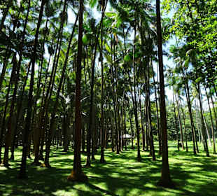 Palmengarten an der Anse des Cascades