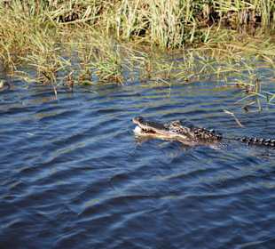 Ausflug in die Everglades