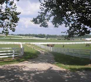 Ein Teil der vielen Weiden