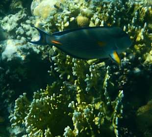 Schnorcheln Hurghada