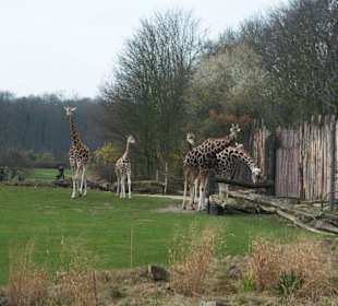 Afrika-Savanne mit Giraffen