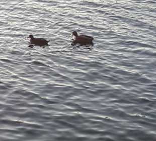  Donauinsel im Februar