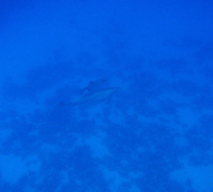 Hausriff-Schnorcheln