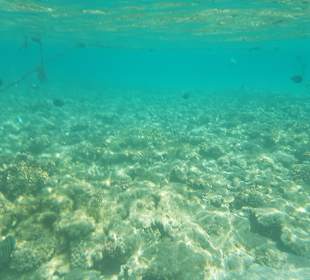Schönes Riff direkt am Strand