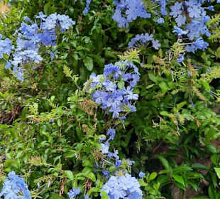 Blumenpracht Ende September