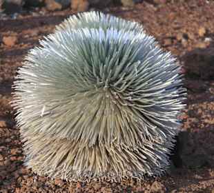 Silversword