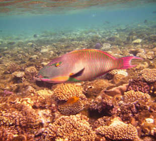 Toller Papageienfisch