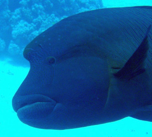 Napoleon am Cave Reef