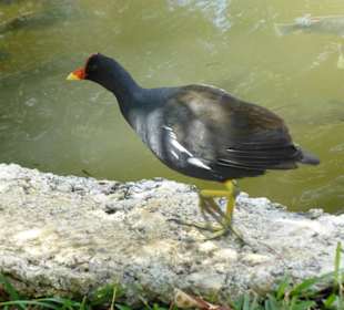 Botanischer Garten "Pamplemousses"