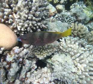 Fisch ernährt sich von der Koralle