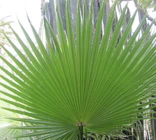Jardin Majorelle