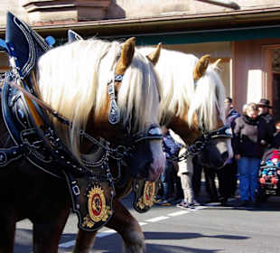 Tucher Bräu 6 Rheinländischen Kaltblüter