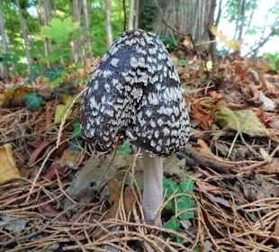 Herbststimmung im Stadtpark Versmold