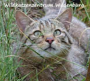 Wildkatzenzentrum mit Auswilderungsstation