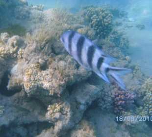 Fische