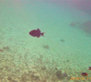 Schnorcheln Sahl Hasheesh