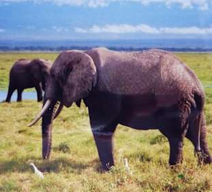 Elefantenherde im Amboseli Nationalpark