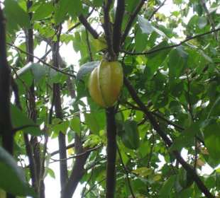 Die Sternfrucht im Mekong Delta.