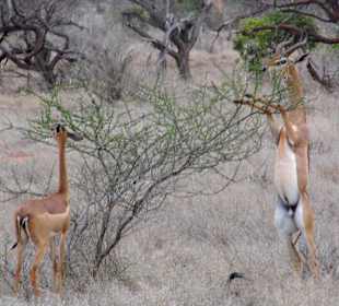 Gerenuk