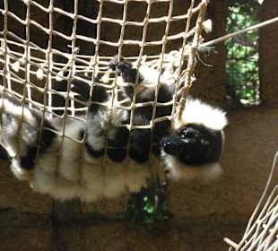 Rollbraten mal anders