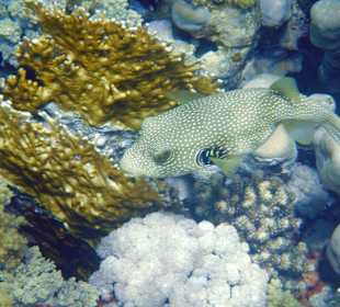 Schnorcheln El Quseir