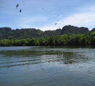 Fütterung der Seeadler