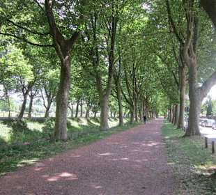 Platanenallee Zweibrücken